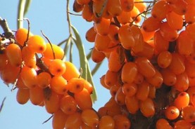Sea Buckthorn Tablets